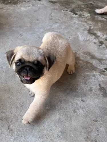Filhotes de pug legítimos 