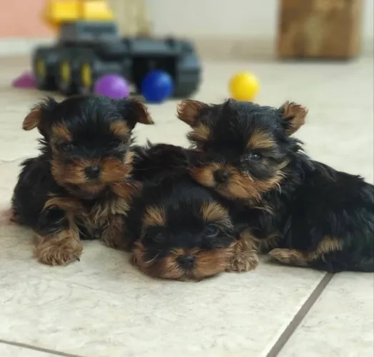 Yorkshire micrinhos lindos bebês vacinados