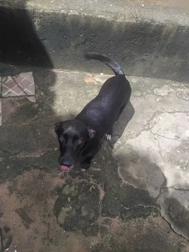 Linda cachorrinha para adoção 