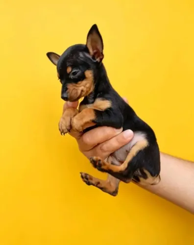 Pinscher 