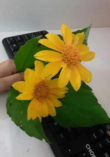 Vagas Padaria