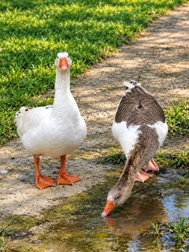 Vendo Casal de Gansos