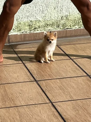 Filhote de spitz alemão anão 