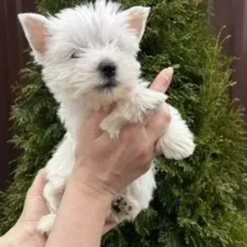 West Terrier Branco Muito Especial