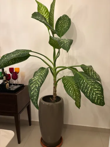 Planta com jarro vietmita