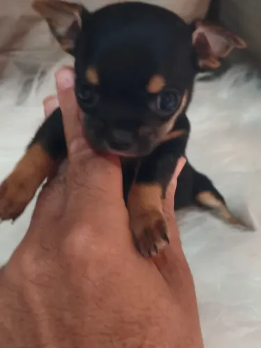 Princesinha Chihuahua Minúscula!