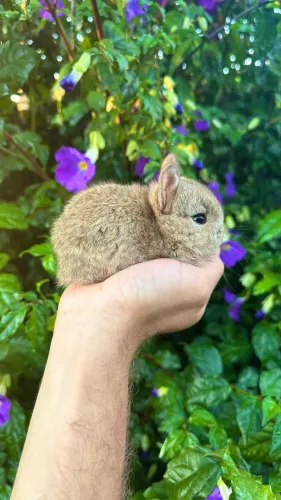 Coelho Mini Netherland Dwarf 