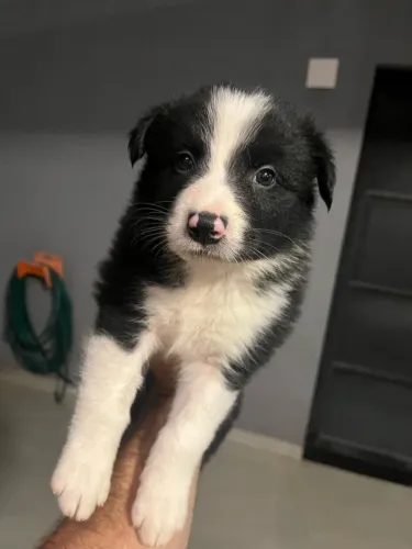Border collie
