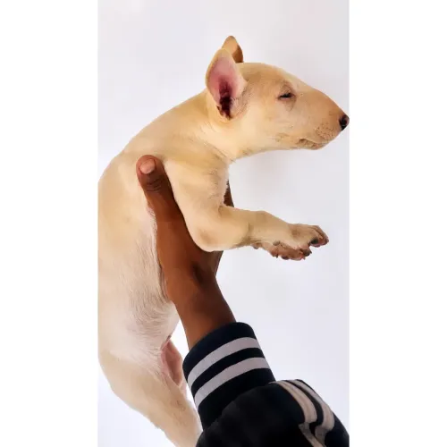 Bull Terrier inglês
