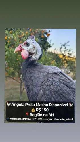 Macho de Angola Preta 