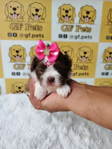 Linda femea de shih tzu Branca e chocola shihtzu