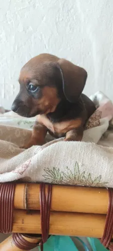 Filhotes de Basset 
