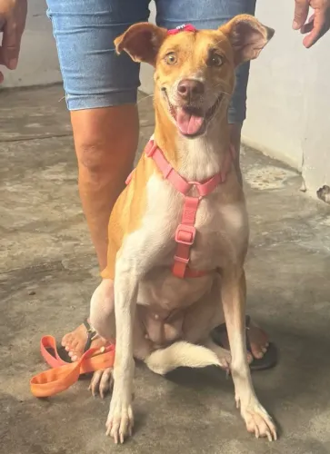 Doação cadela