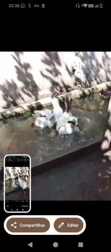 Vendo casal de gansos caipira
