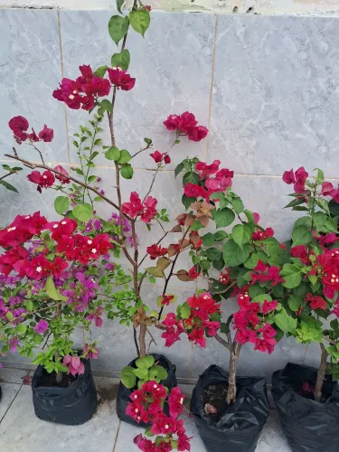 Jardim