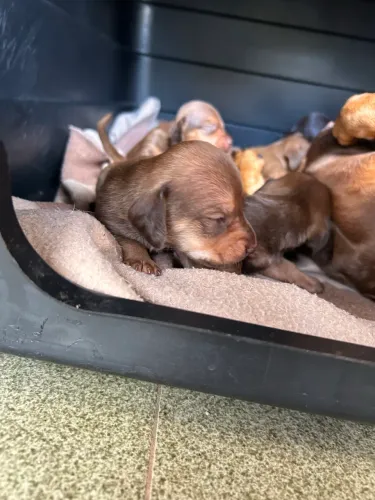 Filhote de Daschund salsichinha 