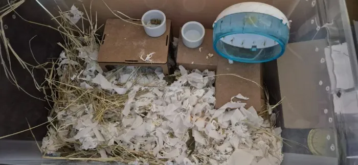 Hamster com terrario/caixa 50 litros