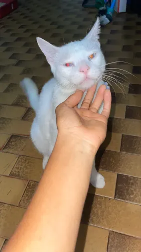 Gato