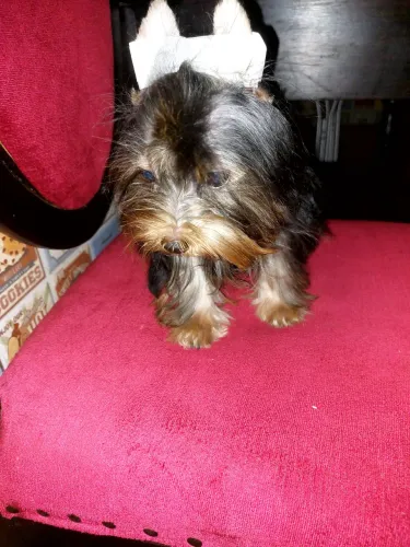 Filhote york shire terrier. 