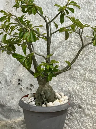 Rosa do deserto 