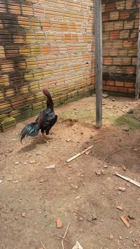 GALO CARIOCA