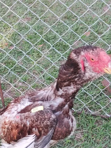 Frango Calcuta puro.