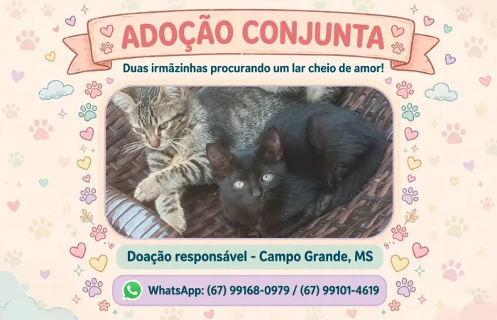 Doação consciente, para quem realmente for dar um lar acolhedor e uma família