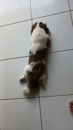 Shitzu 1 ano , Macho