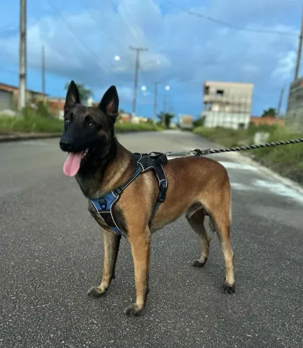 Vendo filhotes de cão Belga Malinoá puro.