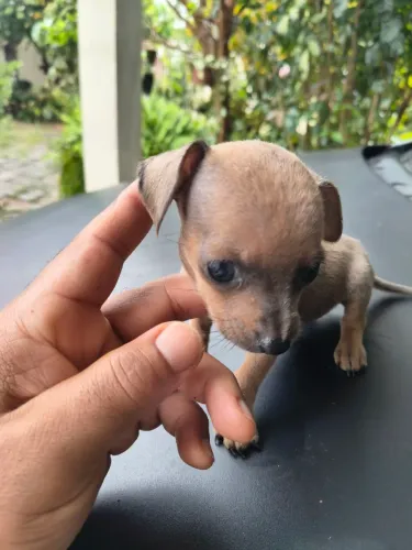 Cachorro Pincher 