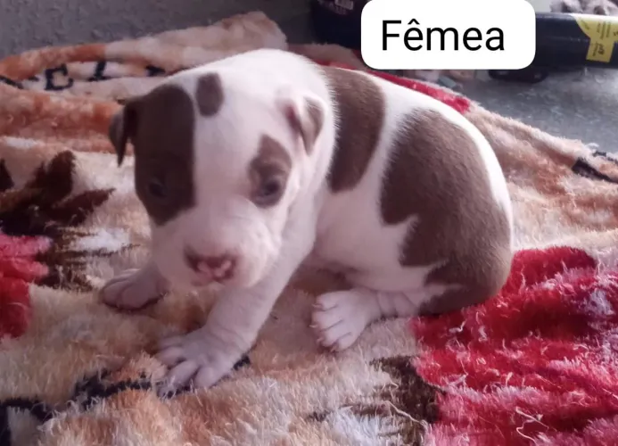 Filhote de Pitbull