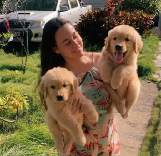 Filhotes de Golden Retriever