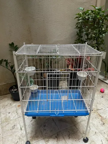 Gaiola 
