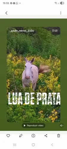 Mula de patrão  pelagem diferente 3 anos
