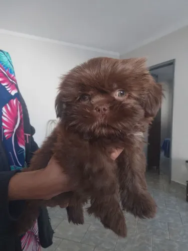 VENDO SHIH TZU MACHO