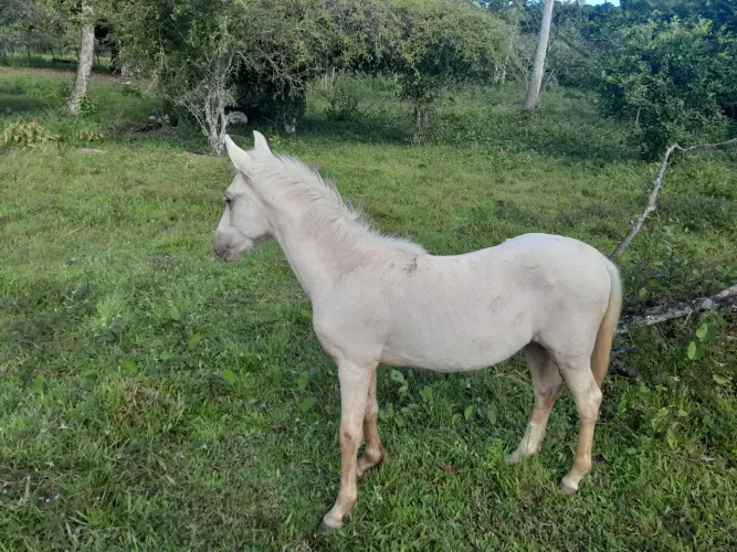 Potro Mangalarga