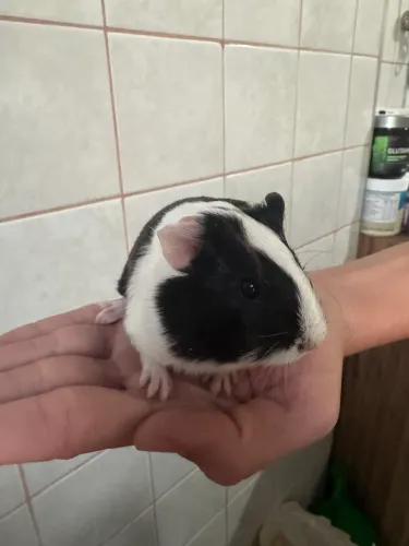 Porquinho da índia filhote