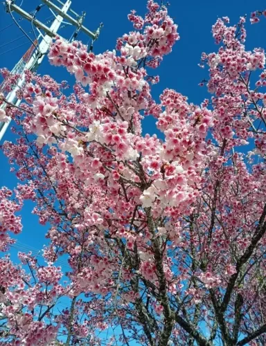 Mudas de Cerejeira Japonêsa Rosa com 2.00 metros 