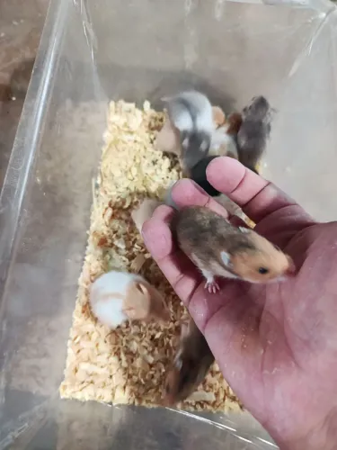 Hamster