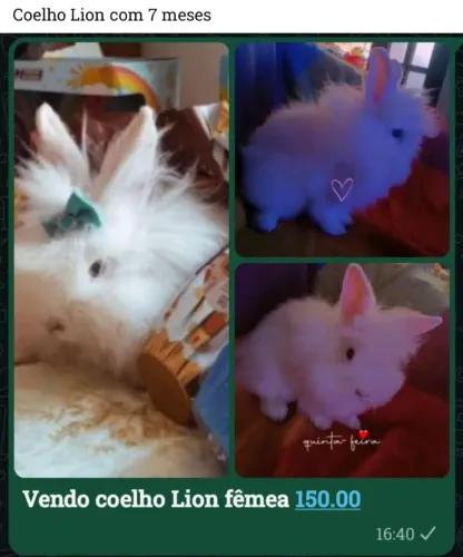 Coelho Lion