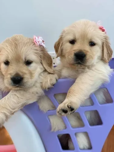 Golden Retriever - Afeto Em Cada Gesto 