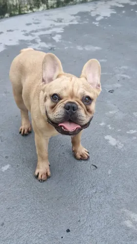 Bulldog francês (procurando uma namorada)