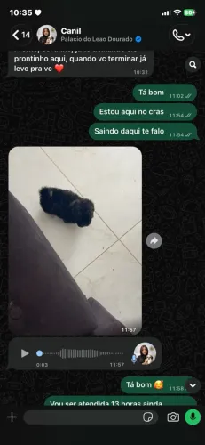 Lindo Filhote de Shih Tzu Macho (Thor) - Pronta Entrega em Conquista