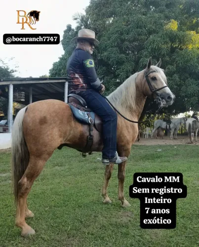 Cavalo
