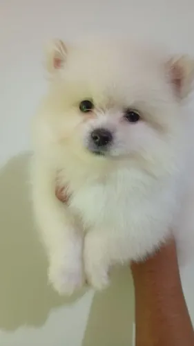 SPITZ ALEMÃO Mini disponível