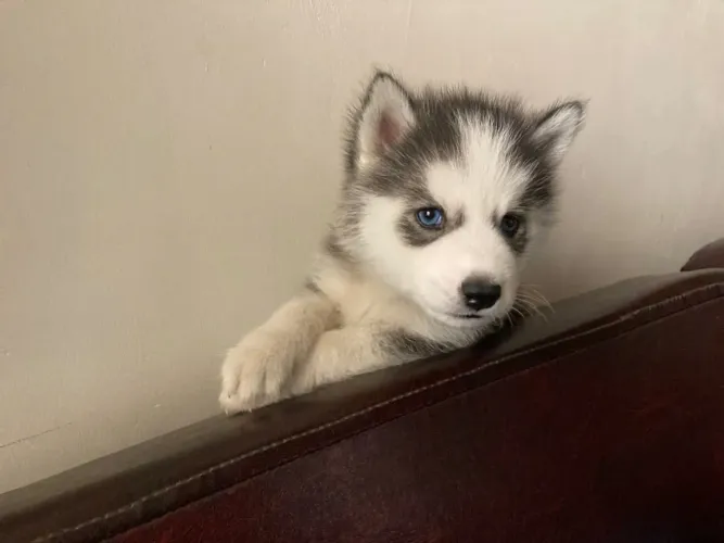 Husky siberiano Filhote com presença que valoriza qualquer anúncio