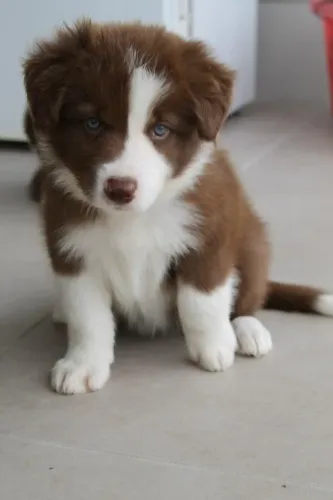 Filhotes de Border Collie compatíveis com familia !