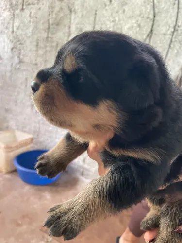 Rottweiler