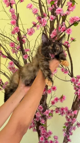 Maine coon fêmea