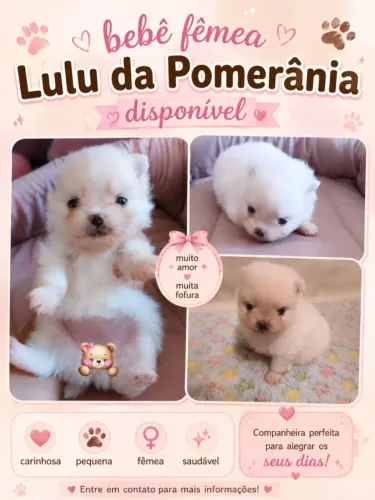 Única bebê de Spitz anã